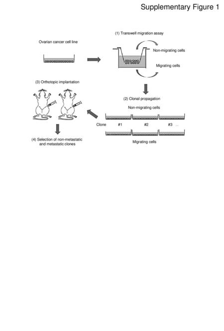 Supplementary Figure 1 Non-migrating cells Migrating cells