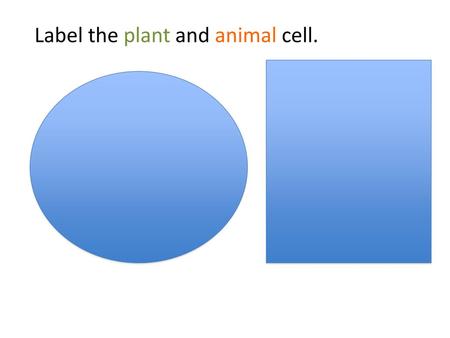 Label the plant and animal cell.