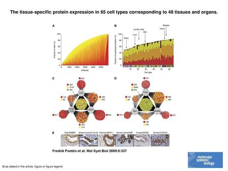 The tissue‐specific protein expression in 65 cell types corresponding to 48 tissues and organs. The tissue‐specific protein expression in 65 cell types.