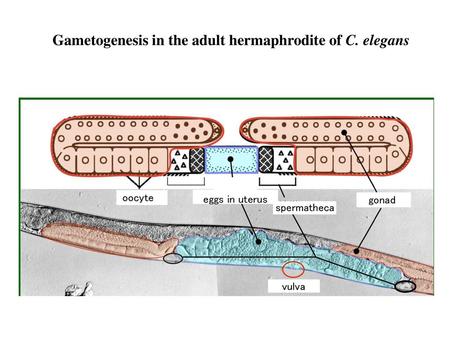 Gametogenesis in the adult hermaphrodite of C. elegans