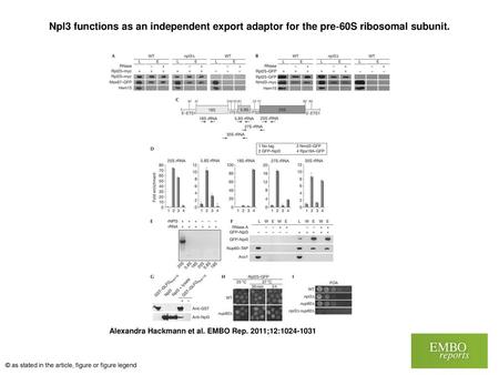 Npl3 functions as an independent export adaptor for the pre‐60S ribosomal subunit. Npl3 functions as an independent export adaptor for the pre‐60S ribosomal.