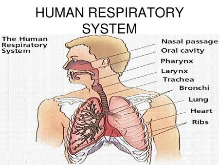 HUMAN RESPIRATORY SYSTEM