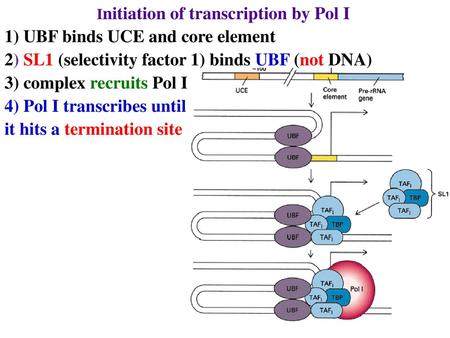 Initiation of transcription by Pol I