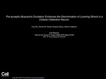 Pre-synaptic Muscarinic Excitation Enhances the Discrimination of Looming Stimuli in a Collision-Detection Neuron  Ying Zhu, Richard B. Dewell, Hongxia.