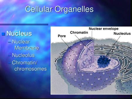 Cellular Organelles Nucleus Nuclear Membrane Nucleolus