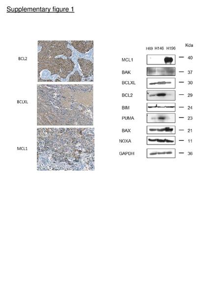 Supplementary figure 1.