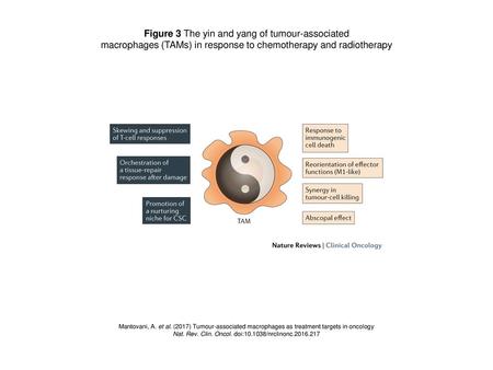 Figure 3 The yin and yang of tumour-associated