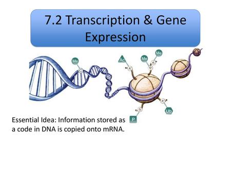 7.2 Transcription & Gene Expression