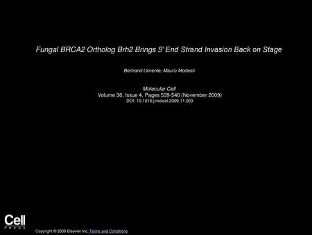 Fungal BRCA2 Ortholog Brh2 Brings 5′ End Strand Invasion Back on Stage