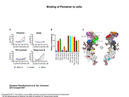 Binding of Pentamer to cells.