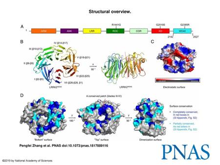 Structural overview. Structural overview. (A) Domain organization of LRRK2. The residue boundary of the WD40 domain and locations of three recurrent disease.