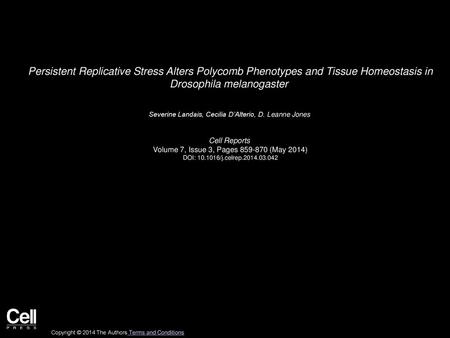 Persistent Replicative Stress Alters Polycomb Phenotypes and Tissue Homeostasis in Drosophila melanogaster  Severine Landais, Cecilia D’Alterio, D. Leanne.