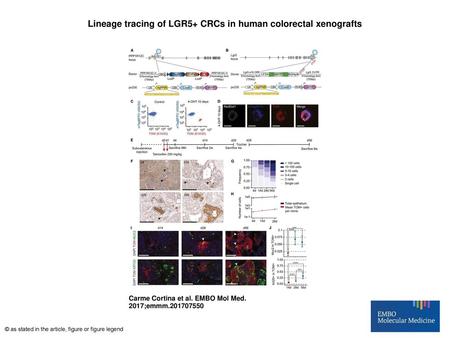 Lineage tracing of LGR5+ CRCs in human colorectal xenografts