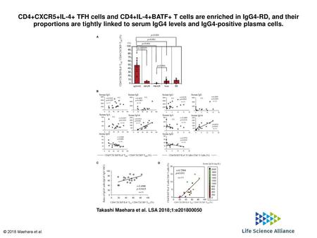 CD4+CXCR5+IL-4+ TFH cells and CD4+IL-4+BATF+ T cells are enriched in IgG4-RD, and their proportions are tightly linked to serum IgG4 levels and IgG4-positive.