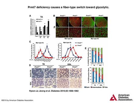 Prmt7 deficiency causes a fiber-type switch toward glycolytic.