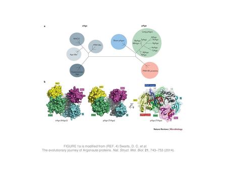 A | Schematic phylogenetic tree based on the amino acid alignments of conserved middle (MID) and P-element induced wimpy testis (PIWI) domains from eukaryotic.