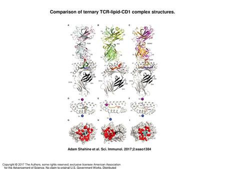 Comparison of ternary TCR-lipid-CD1 complex structures.