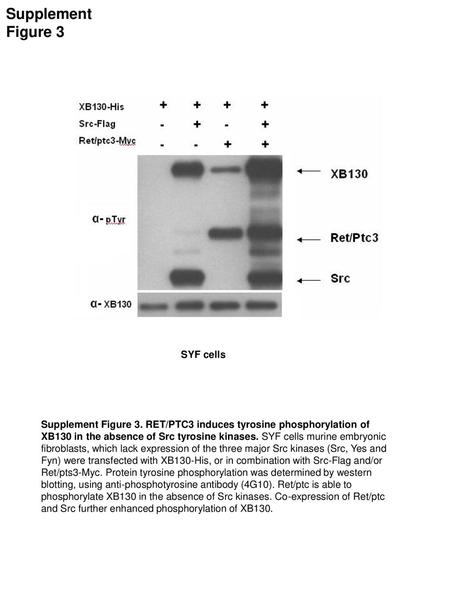 Supplement Figure 3 SYF cells