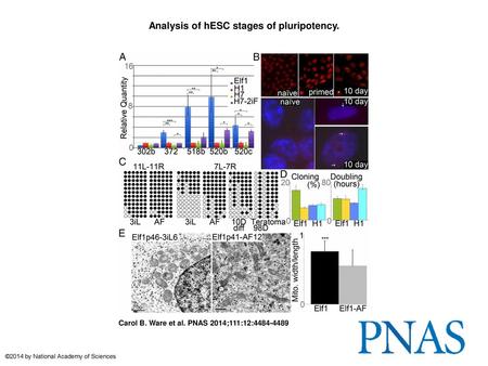 Analysis of hESC stages of pluripotency.