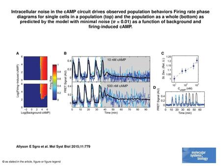 Intracellular noise in the cAMP circuit drives observed population behaviors Firing rate phase diagrams for single cells in a population (top) and the.