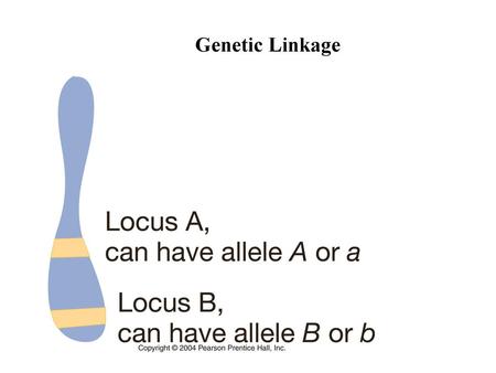 Genetic Linkage.