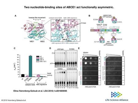 Two nucleotide-binding sites of ABCE1 act functionally asymmetric.