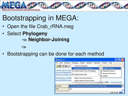 Bootstrapping in MEGA: