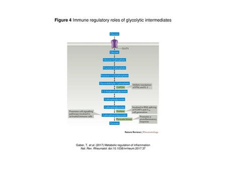 Figure 4 Immune regulatory roles of glycolytic intermediates