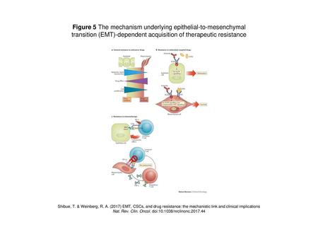 Figure 5 The mechanism underlying epithelial-to-mesenchymal