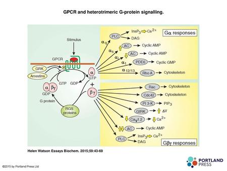 GPCR and heterotrimeric G-protein signalling.