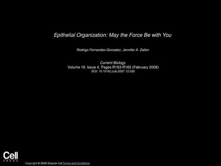 Epithelial Organization: May the Force Be with You