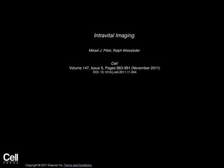 Intravital Imaging Cell