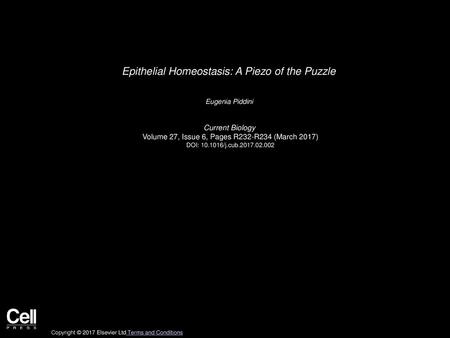 Epithelial Homeostasis: A Piezo of the Puzzle