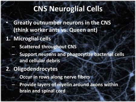 CNS Neuroglial Cells Greatly outnumber neurons in the CNS (think worker ants vs. Queen ant) Microglial cells Scattered throughout CNS Support neurons.