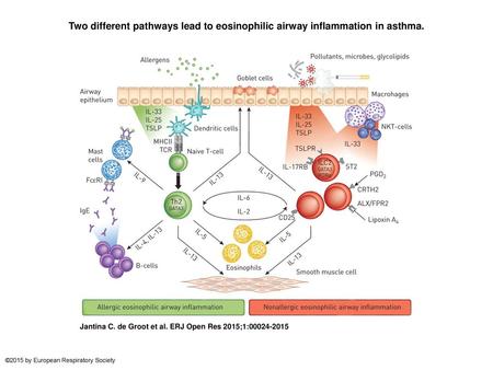 Two different pathways lead to eosinophilic airway inflammation in asthma. Two different pathways lead to eosinophilic airway inflammation in asthma. In.