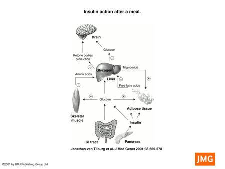 Insulin action after a meal.