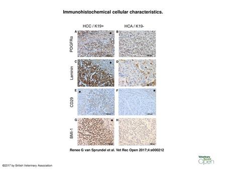 Immunohistochemical cellular characteristics.