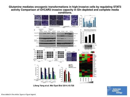 Glutamine mediates oncogenic transformations in high‐invasive cells by regulating STAT3 activity Comparison of OVCAR3 invasive capacity in Gln depleted.