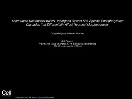 Microtubule Destabilizer KIF2A Undergoes Distinct Site-Specific Phosphorylation Cascades that Differentially Affect Neuronal Morphogenesis  Tadayuki Ogawa,