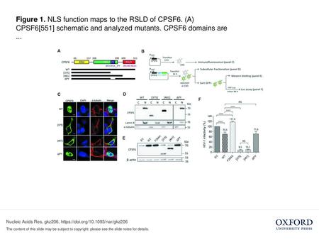 Figure 1. NLS function maps to the RSLD of CPSF6