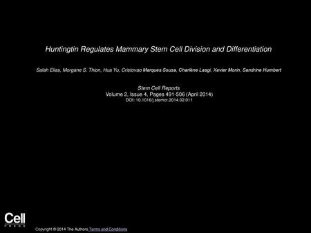 Huntingtin Regulates Mammary Stem Cell Division and Differentiation