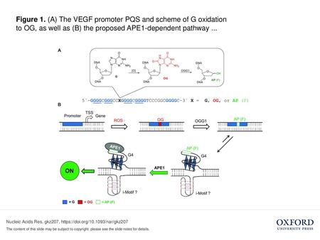 Figure 1. (A) The VEGF promoter PQS and scheme of G oxidation to OG, as well as (B) the proposed APE1-dependent pathway ... Figure 1. (A) The VEGF promoter.