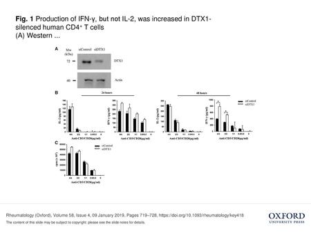 (A) Western ... (A) Western blot showing DTX1 knockdown with siRNA in human CD4+ T cells. Actin was used as the loading control. (B) Purified.