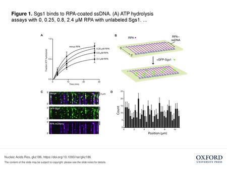 Figure 1. Sgs1 binds to RPA-coated ssDNA