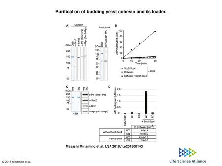 Purification of budding yeast cohesin and its loader.