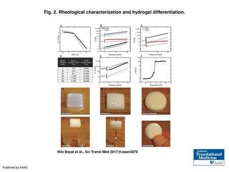 Fig. 2. Rheological characterization and hydrogel differentiation.