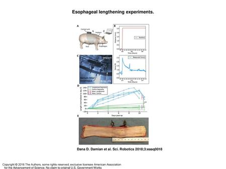 Esophageal lengthening experiments.