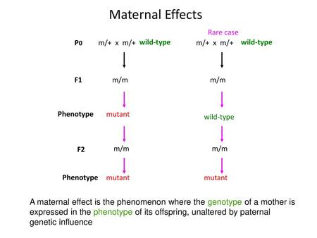 Maternal Effects m/+  x  m/+ m/m wild-type Rare case m/+  x  m/+ m/m P0 F1