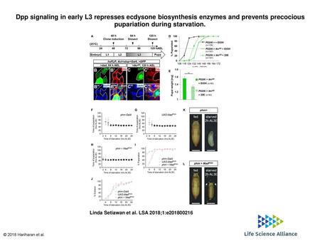 Dpp signaling in early L3 represses ecdysone biosynthesis enzymes and prevents precocious pupariation during starvation. Dpp signaling in early L3 represses.