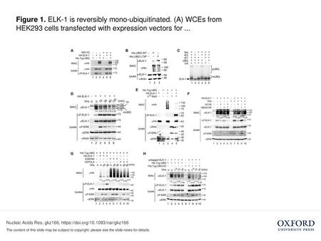 Figure 1. ELK-1 is reversibly mono-ubiquitinated